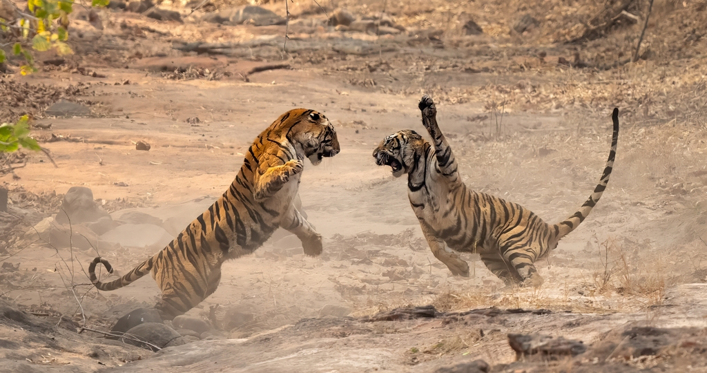 Бенгальский тигр: Главный людоед планеты среди кошек. Почему он так любит нападать на человека?