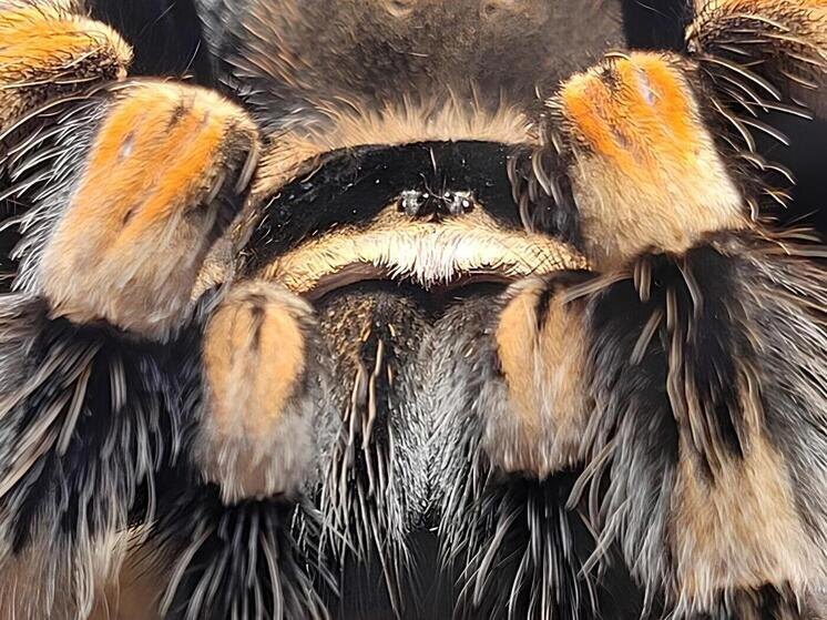     Фото: Официальные социальные сети Ленинградского зоопарка.