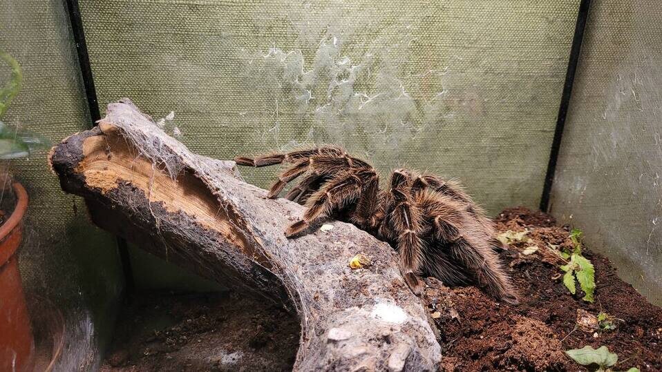     Фото: Официальные социальные сети Ленинградского зоопарка.