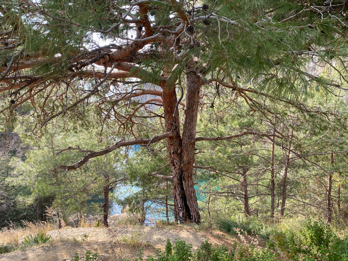 По дороге к бухте