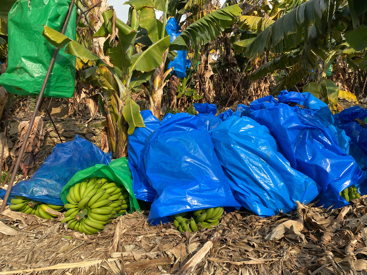 Свежайшие бананы только с грядки