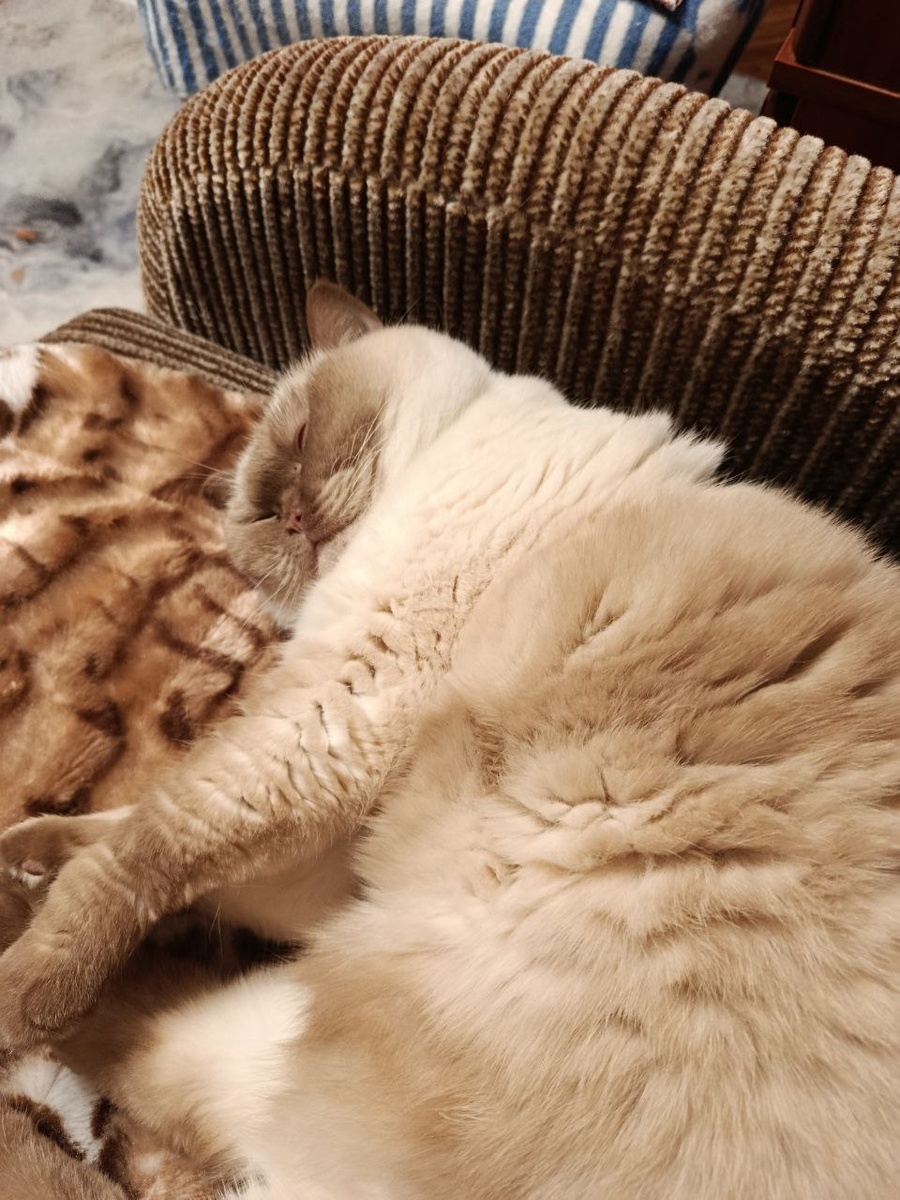 Шакирка дремлет