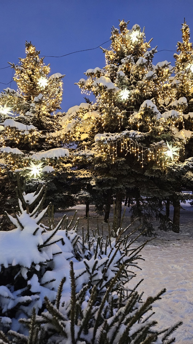 Ель на Московской площади (фотография автора)