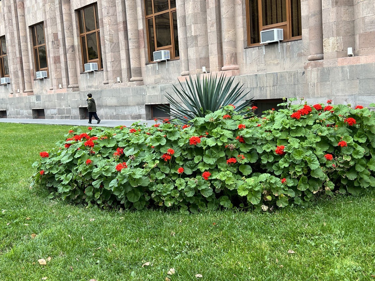 Юкка нитчатая на центральной площади Еревана