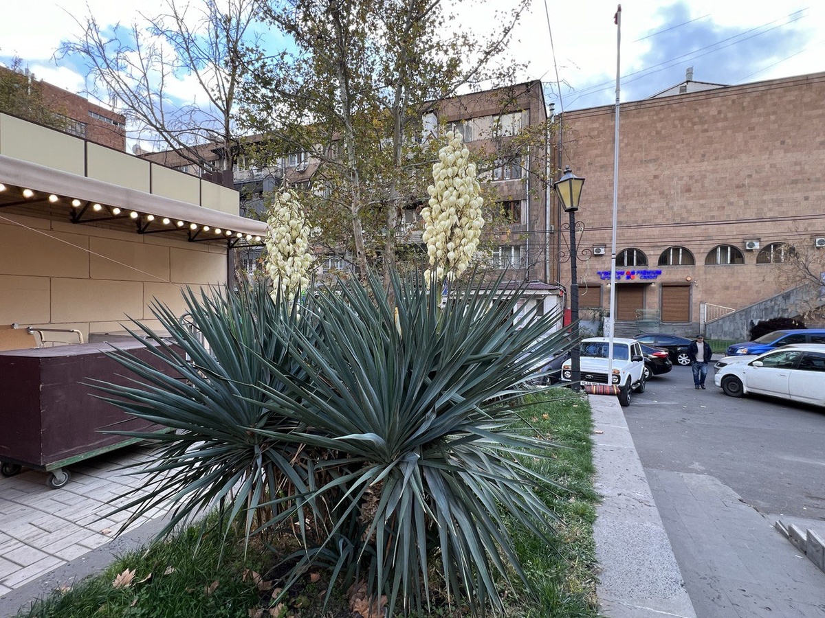 Юкка нитчатая. Фото автора