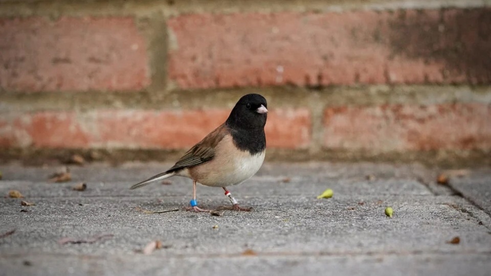 Как пандемия изменила птиц: у городских юнко выросли и снова уменьшились клювы