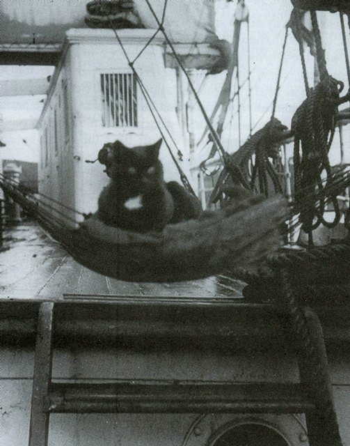 Котик в гамаке