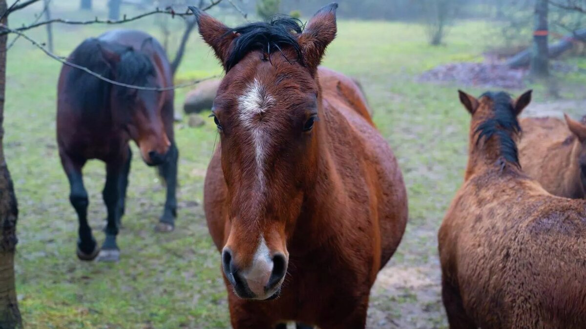 © Sputnik / Дмитрий Марков