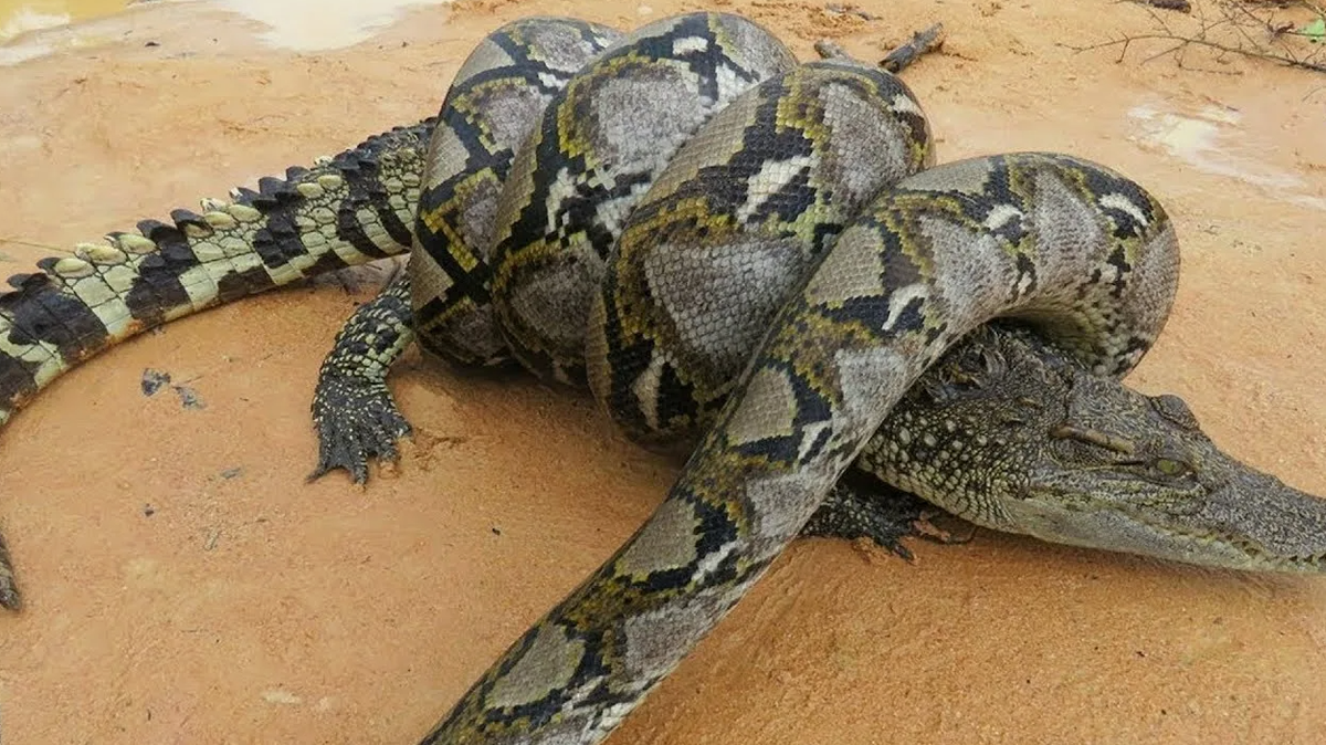 Анаконда сжимает крокодила