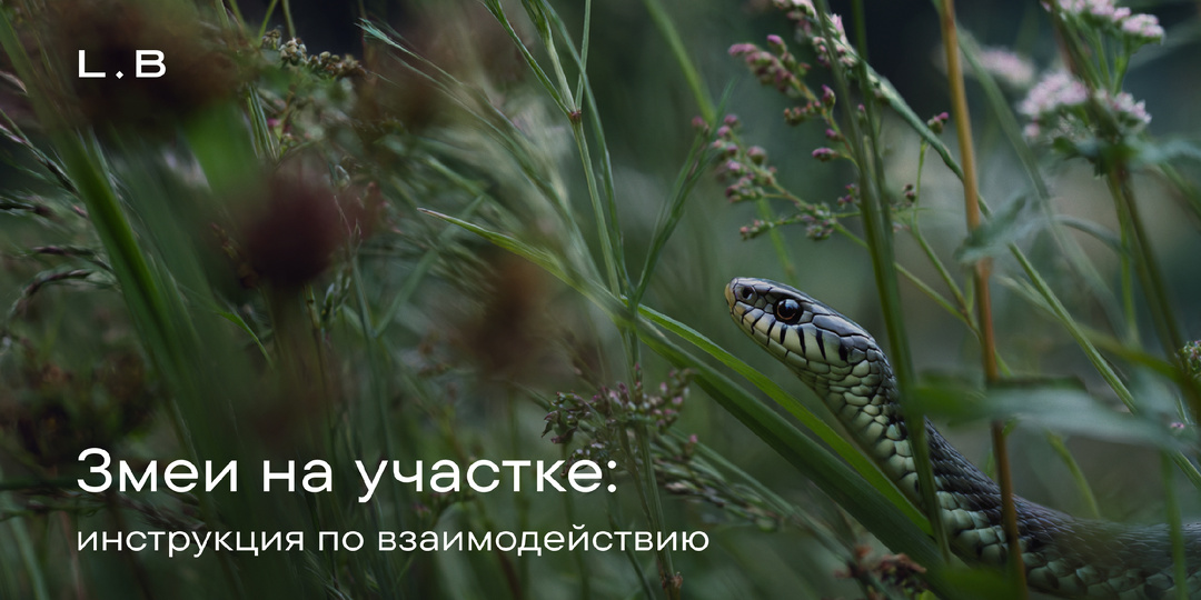 Змеи на участке: инструкция по взаимодействию
