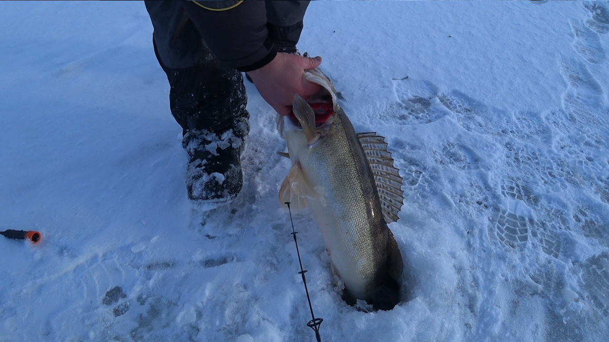 Вот такой красавчик!