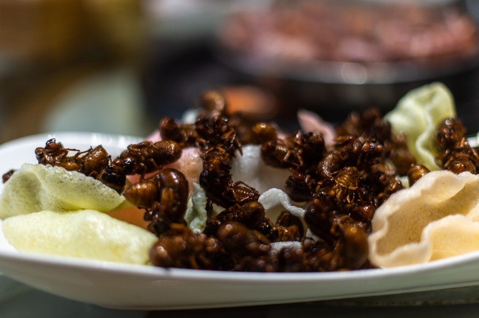    Будут ли в России есть насекомых, как в Европе: в Госдуме дали честный ответ Виктор ГУСЕЙНОВ