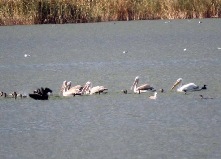 Рядом с Волжским обосновались краснокнижные пеликаны
