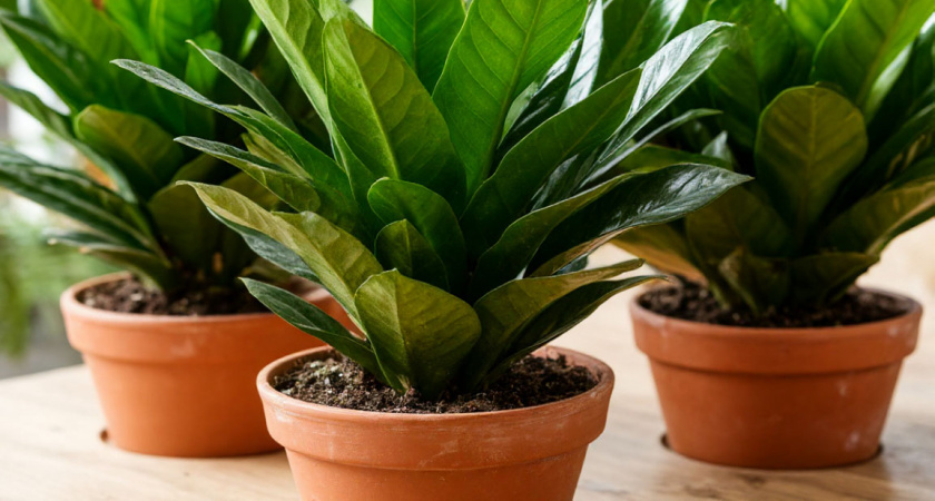    Создано в Шедевруме