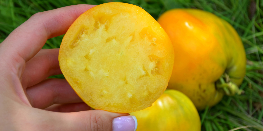 Хвалила, хвалю и буду хвалить. Замечательный томат, который дает крупные и сладкие плоды