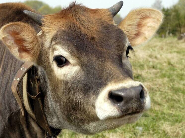   Александр Корнющенко