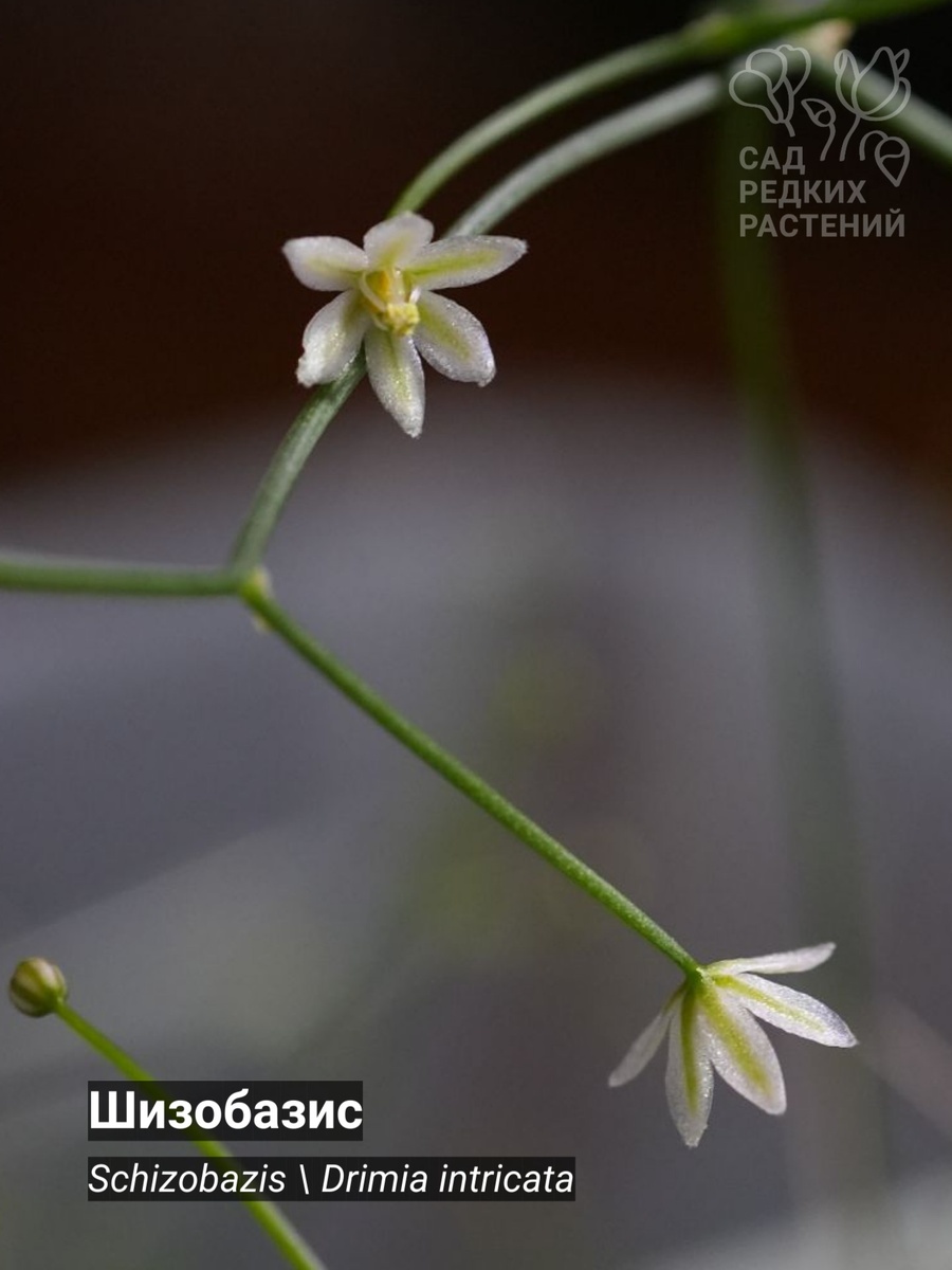 Цветущий шизобазис Schizobazis \ Drimia intricata 