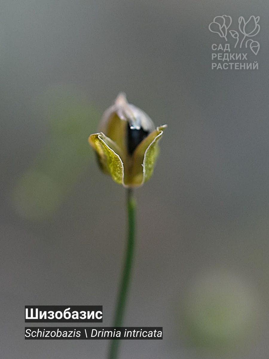 Шизобазис Schizobazis \ Drimia intricata , коробочка с семенами