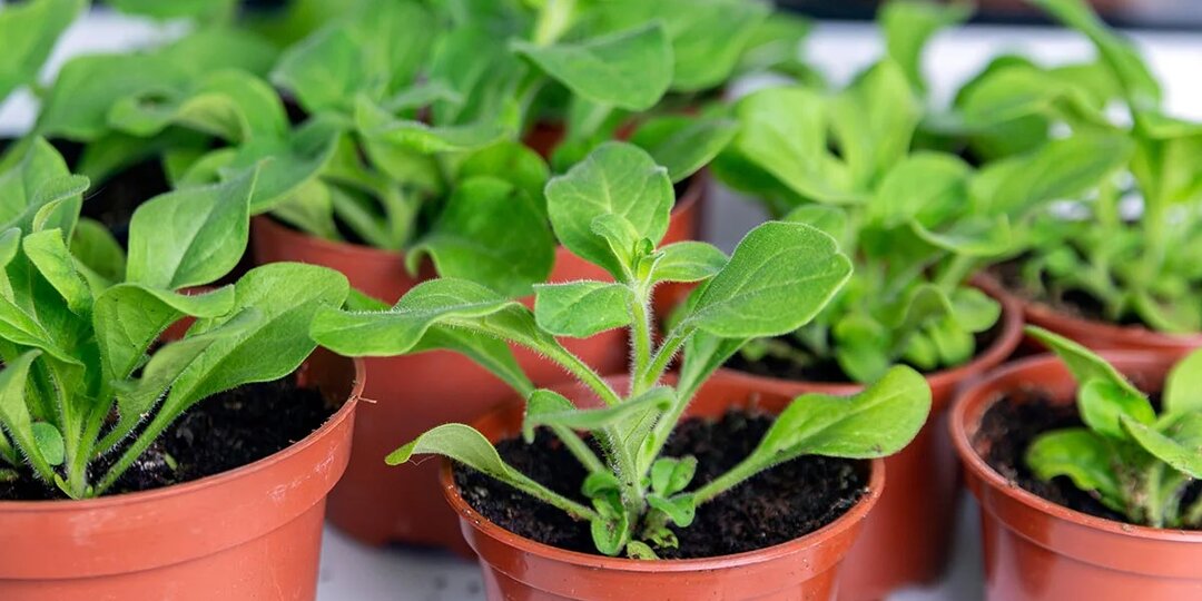 Как вырастить рассаду петунии правильно, сроки, правила посева и выращивания до пересадки в грунт