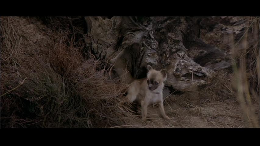 Ужас бегущий в ночи (яндекс-картинки)