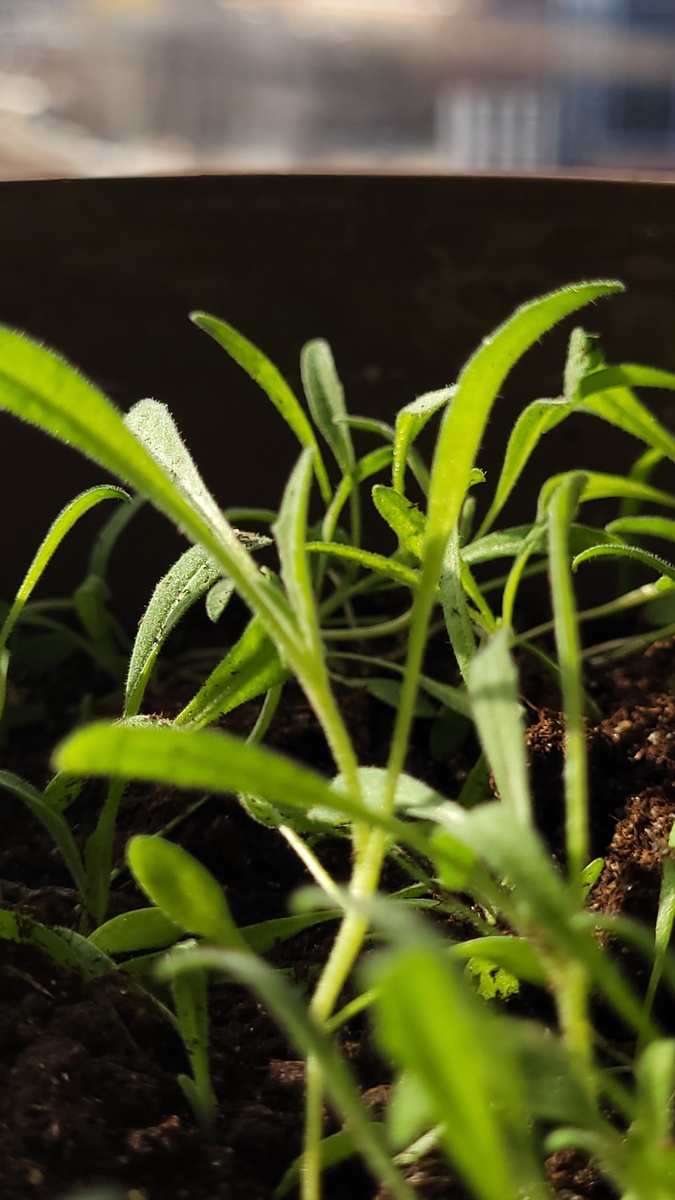 Мои малыши в питательной смеси собственного приготовления