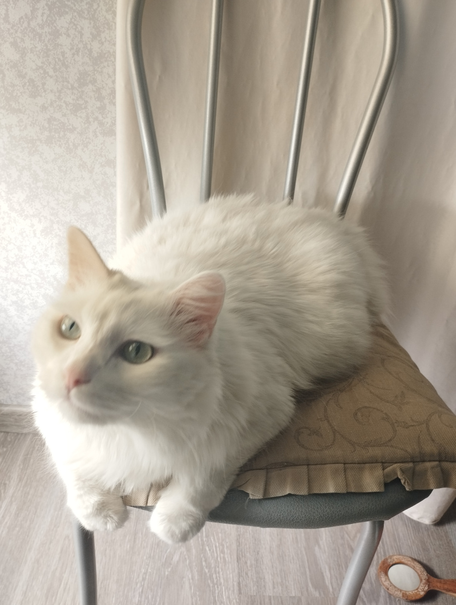 Коты отдыхаю в тепле, пока снаружи свирепствуют холода. Охотников ходить на балкон в -14 не нашлось 🤣