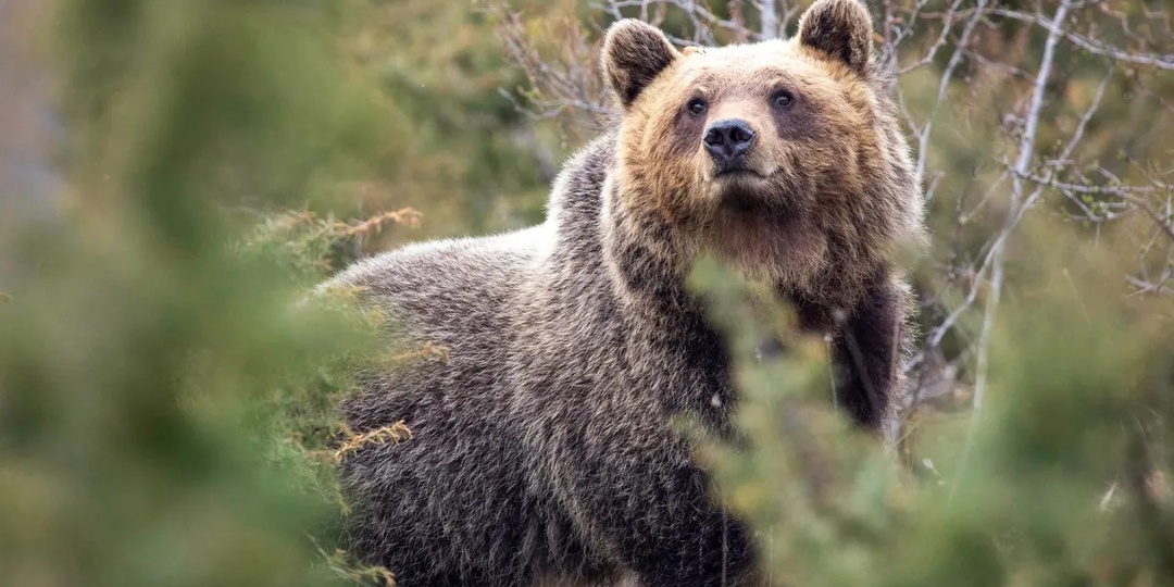 Жизнь рядом с людьми изменила характер бурых медведей: они стали спокойными и дружелюбными