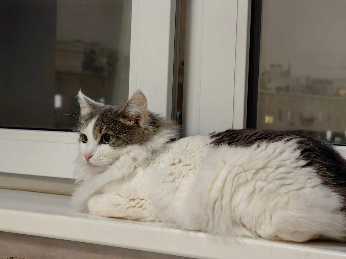 «Четвёртый день как у нас кошечка Поларис (мы зовём её Муся или Мэри) дома - она, наконец, адаптировалась! :) позавчера первый раз покинула убежище, сходила в лоток - теперь свободно гуляет по дому. Очень нежная и ласковая, мурчит как трактор, любит играть. Все хорошо! :)»