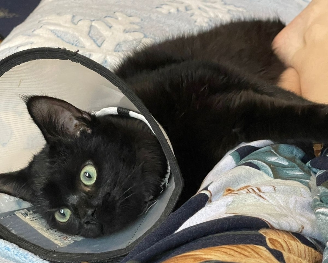 «Здравствуйте, все хорошо! Котик адаптировался!»