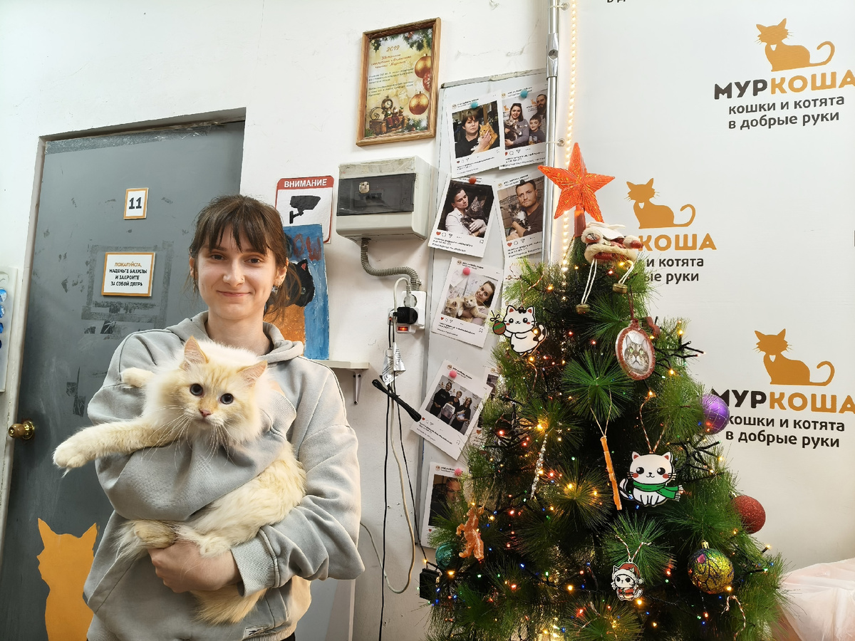 Кремовый красавчик становится домашним. 