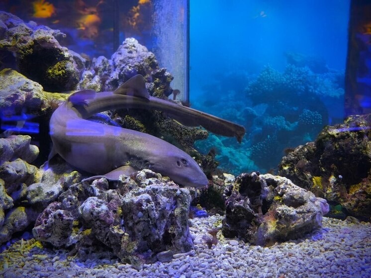     Фото: официальный телеграм-канал Музея Мирового Океана