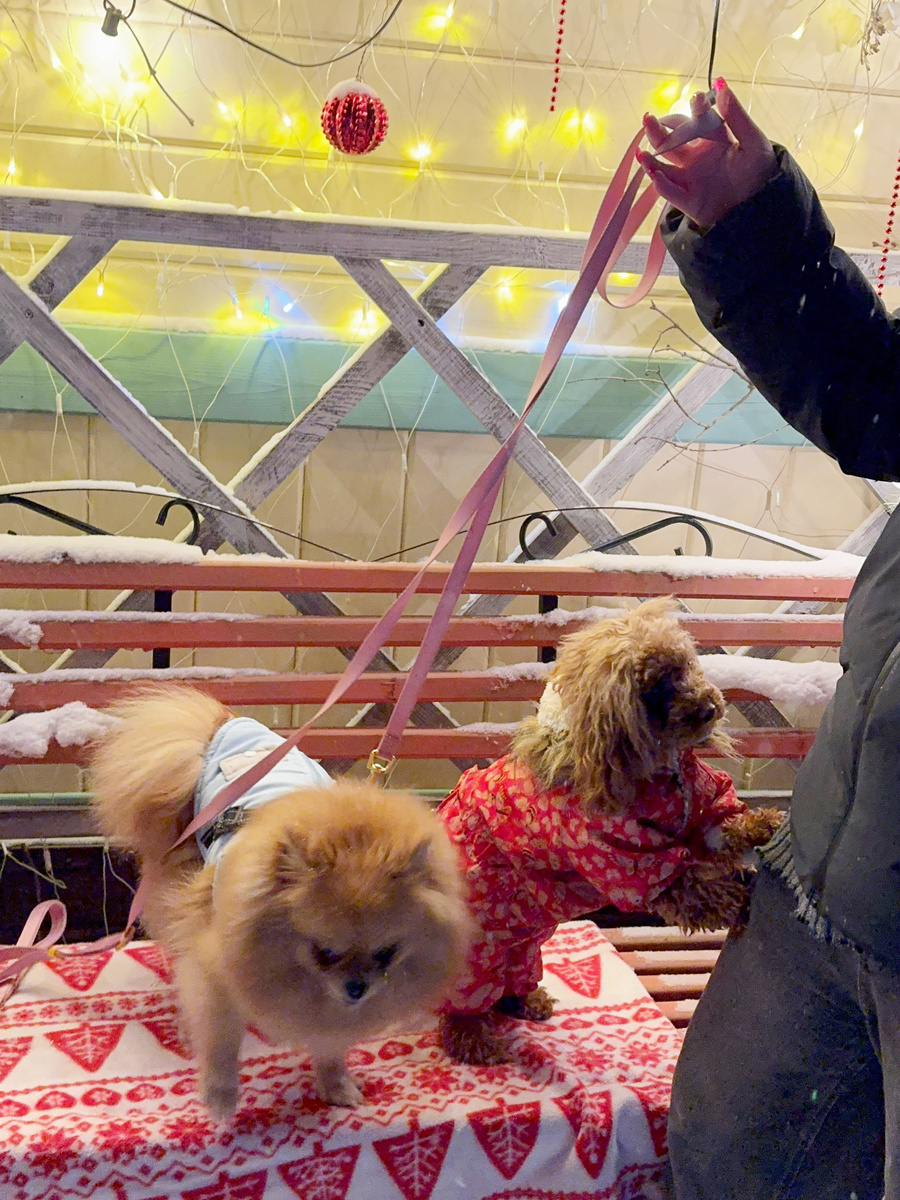 Наши собаки