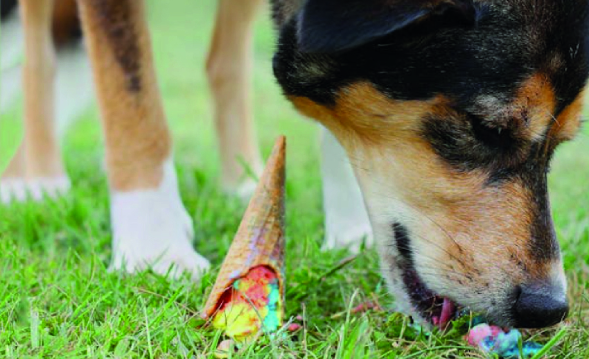 Собака подбирает с земли еду. Фото: dreamstime.com.