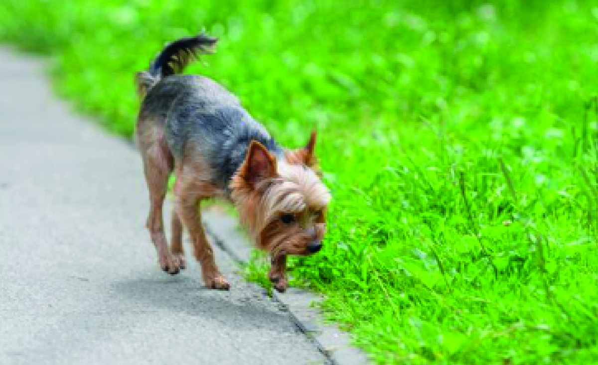 На прогулке обака подбирает все на улице. Фото: vecteezy.com.