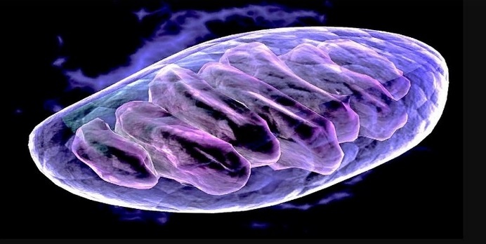 МИТОХОНДРИЯ.. Фото под электронным микроскопом. (Яндекс Картинки - попмех.ру)