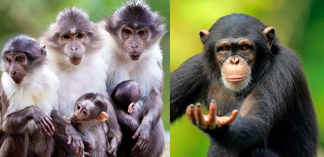 МАКАКИ И ШИМПАНЗЕ.. Мы просто правильно питались. (Яндекс Картинки)