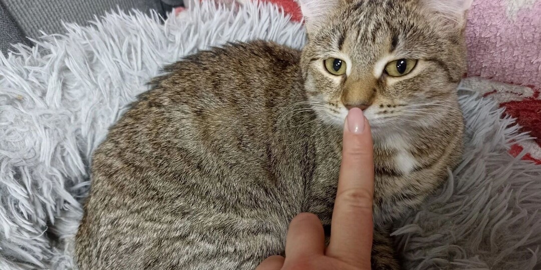 Обед для хвостиков: приюту «Котофонд» в Ижевске нужна помощь