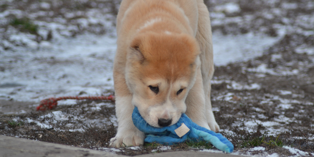 Мы проходим это уже седьмой раз, или как вырастить здорового щенка.