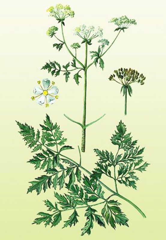 Болиголов пятнистый.