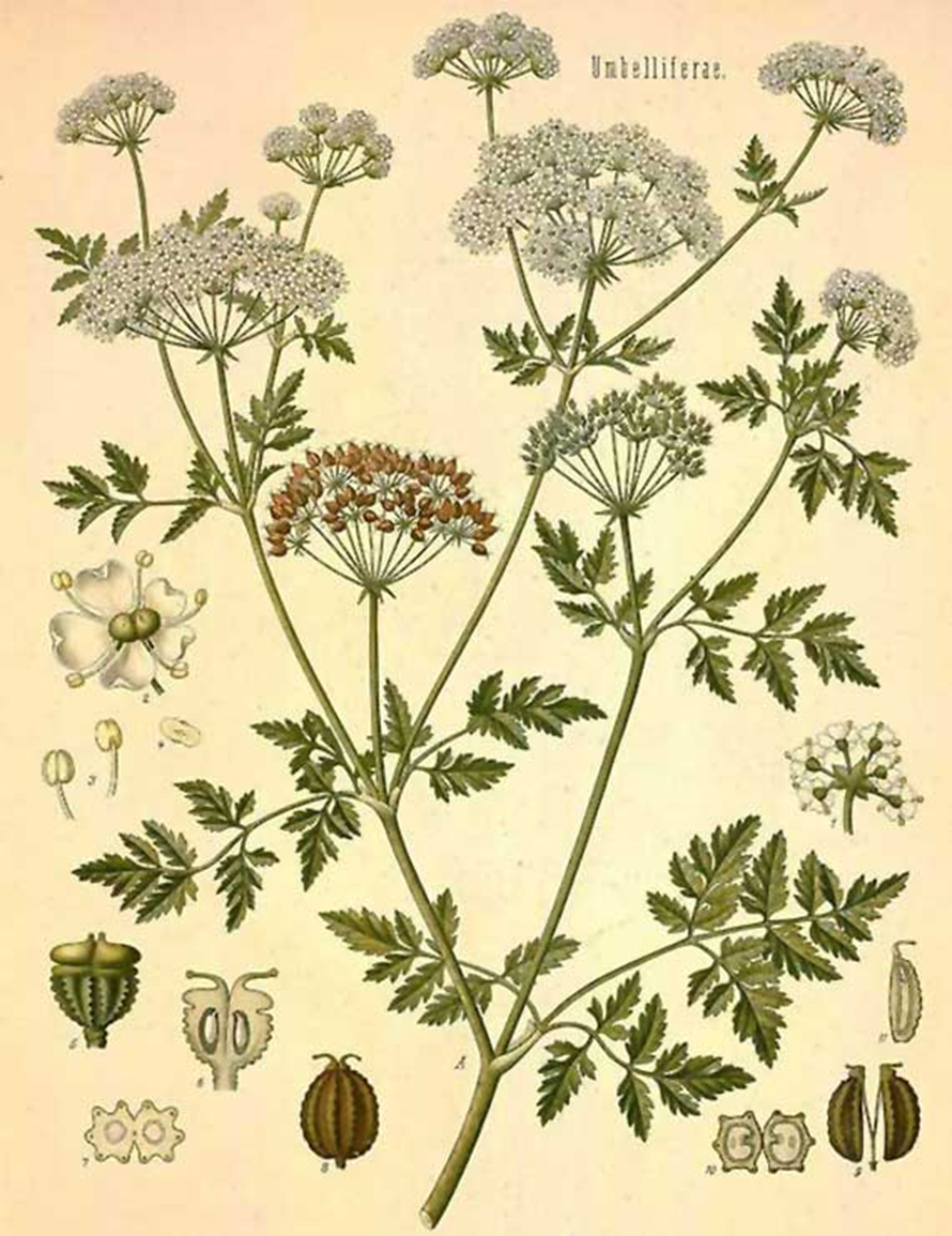 Болиголов пятнистый