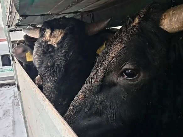    Фото: ht.me/rshn32 Редакция СНГ