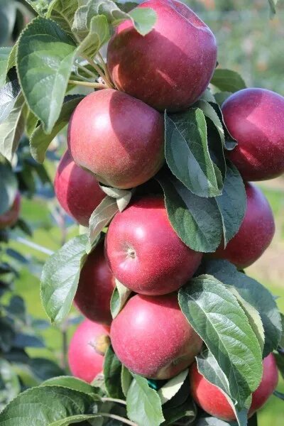 Сорт Кукушка (Cuckoo)- первый в серии Redini (Redlove + Malini)