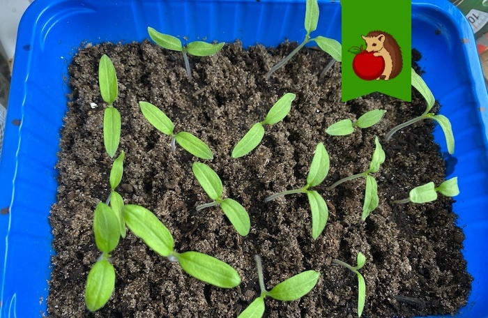 Сеять томаты у нас еще рано, но уже очень хочется!