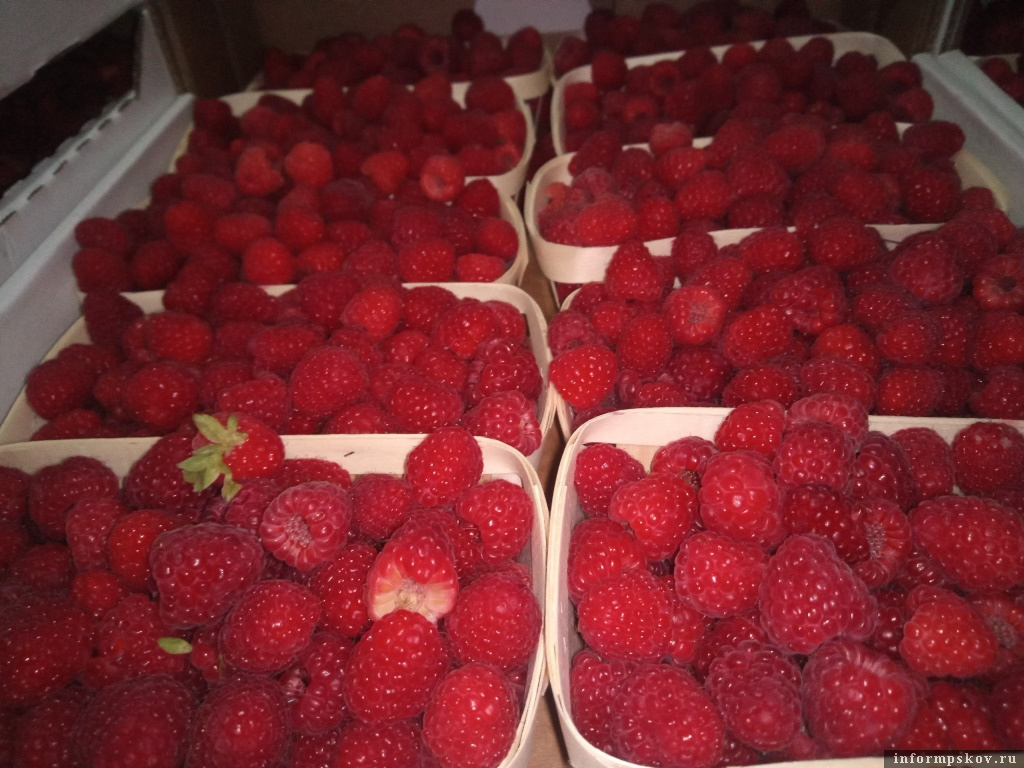 Фото здесь и далее: пресс-служба Северо-Западного межрегионального управления Россельхознадзора