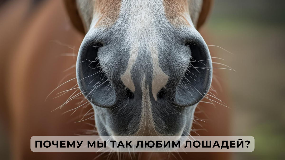 Я просто посмотрю» — самая ненадёжная фраза рядом с лошадьми.
Почему рядом с большим и сильным существом вдруг становится спокойно — даже без слов.