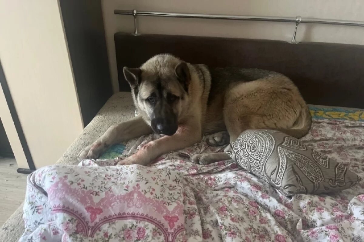    В пострадавшую после ЧС квартиру в Твери прибилась раненая собака