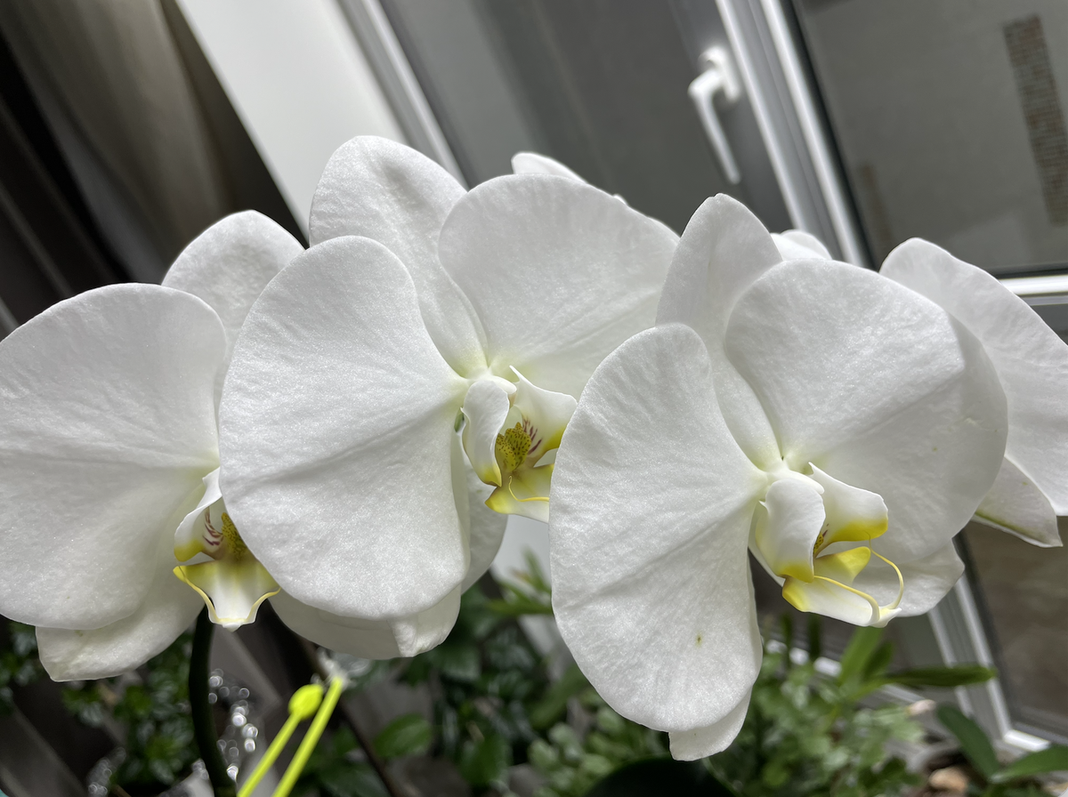 Сого Юккидиан / Orhid Phalaenopsis Sogo Yukidian. Орхидеи С Еленой Кузнецовой