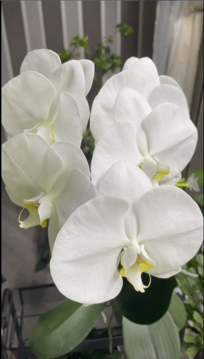 Сого Юккидиан / Orhid Phalaenopsis Sogo Yukidian. Орхидеи С Еленой Кузнецовой