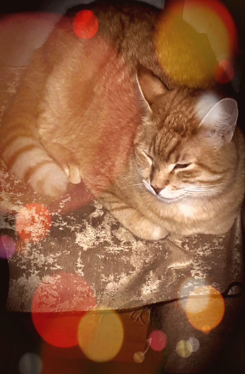 Фото автора 04.01.2026г.