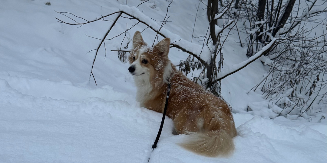 «Снежный вездеход» на коротких лапках: Как корги переживают зиму и почему их живот — главный индикатор погоды